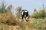 BORDER COLLIE 448